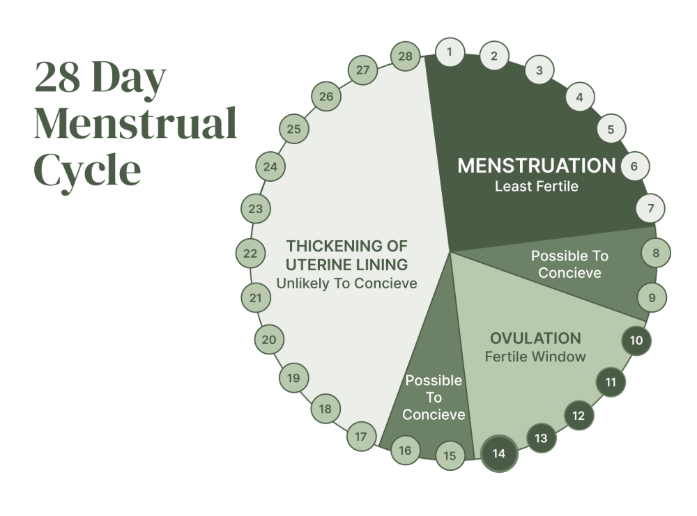 28-day-menstrual-cycle